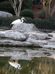 image of crane
