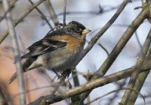 image of brambling