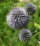 image of flower