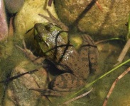image of bullfrog