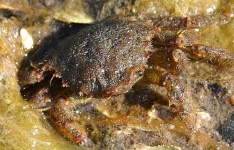 image of king_crab #6