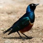 image of bird