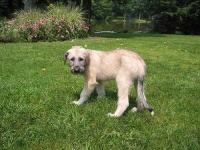 image of irish_wolfhound