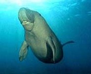 image of dugong