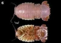 image of isopod