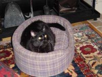 image of animal