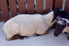 image of animal