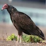 image of bird