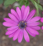 image of flower