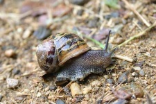 image of snail
