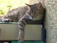 image of tiger_cat