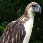 image of bird
