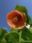 image of flower