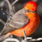 image of bird