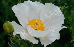 image of flower