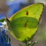 image of animal