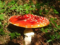 image of agaric