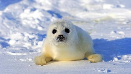image of animal