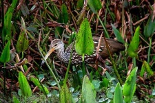 image of limpkin