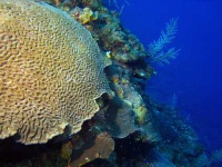 image of coral #15