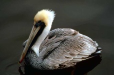 image of animal