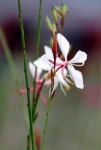 image of flower
