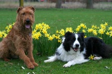image of irish_terrier