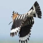 image of bird