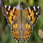 image of animal