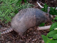 image of armadillo #1