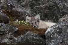 image of kit_fox
