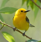 image of warbler