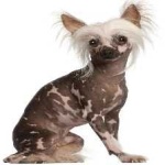 image of animal