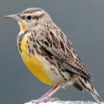 image of eastern_meadowlark #17