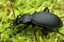 image of ground_beetle #31