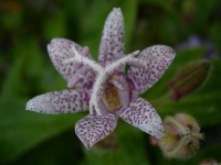 image of flower