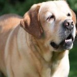 image of labrador #20