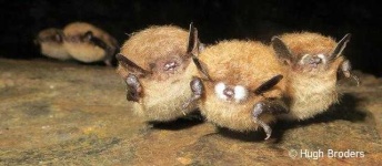 image of animal