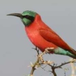 image of bird