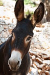 image of animal