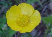 image of flower