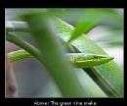 image of vine_snake