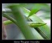 image of vine_snake #33