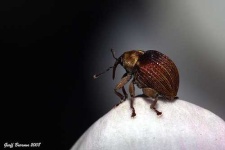 image of weevil