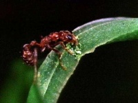 image of animal