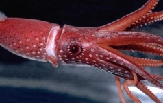 image of animal