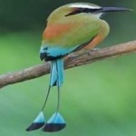 image of bird