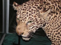 image of jaguar_car