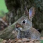 image of animal