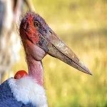 image of bird